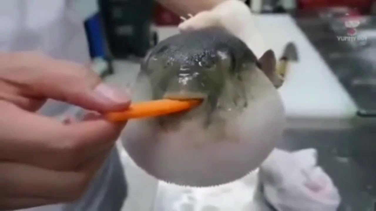 Pufferfish eats carrot and sings stars wars opening music YouTube