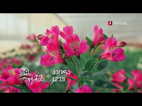 „ფერმა\" - 3 მარტს, 12:15 საათზე