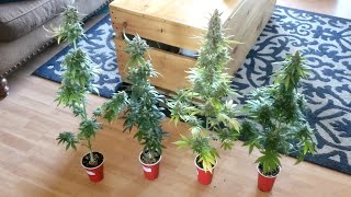 A Complete Seed to Harvest Autoflower Solo Cup Grow - A Guide to Growing Weed For New Growers screenshot 1