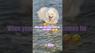 Ritzy: Chaos Dog Entertains Cute Snowy! 🤪🤣 #youtubeshorts 🐶 #dogshorts #funnydogs