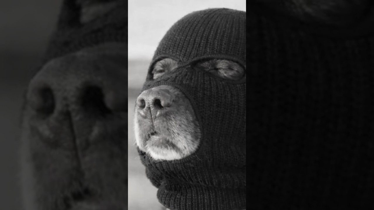 Thief Breaks Into House… Immediately Regrets It 