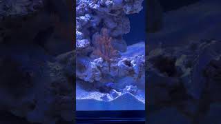 Blue spotted jawfish building burrow #2 #jawfish #rsr250 #reefer