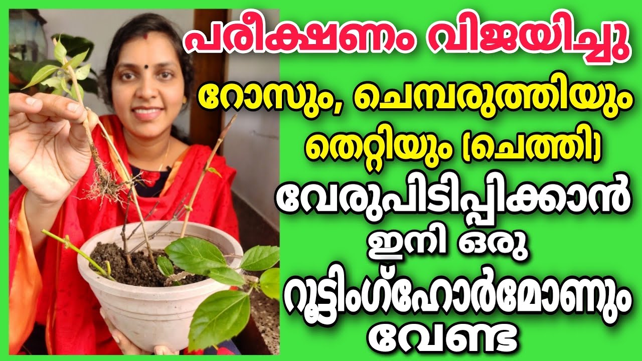 റോസ്,ചെമ്പരത്തി,തെറ്റി വേര്പിടിപ്പിക്കാൻ ഇനിഒരുറൂട്ടിങ് ഹോർമോണുംവേണ്ട ...