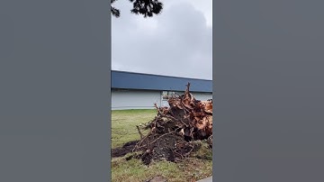 The strong wind storm knocked down trees and thundered ⚡️⛈️#shorts ##lighting #storm #rain