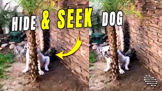 Precious Dog Plays Hide and Seek With Owner