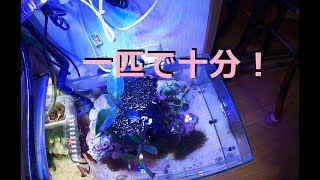 【海水水槽】立ち上げは　砂地清掃の最強排出ろ過