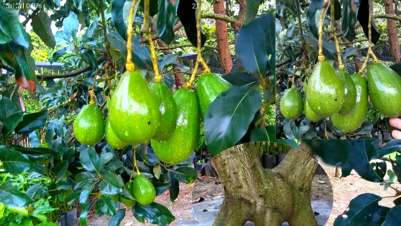 INI BUKTINYA, MANFAAT KAKI TAMBAHAN PADA ALPUKAT @tunasbaruAlpukattaeh