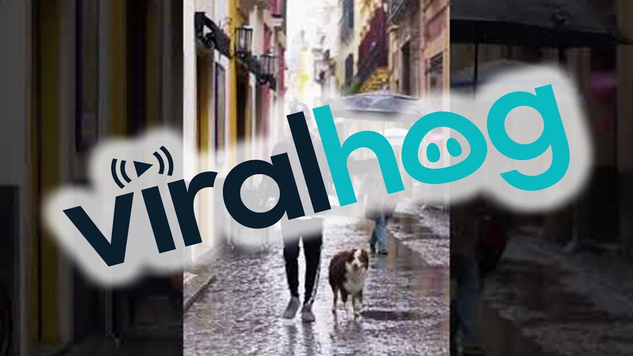 Man Holds Umbrella for His Dog While It Rains || ViralHog