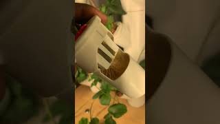Growing Marijuana in GARDYN Hydroponic￼ system.￼