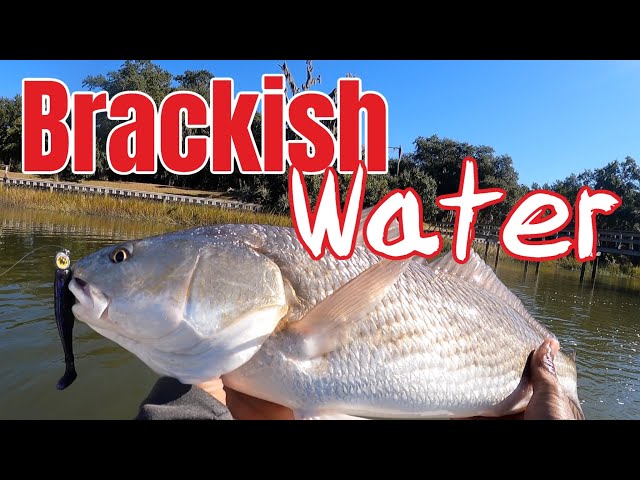 Winter Fishing a Brackish Water Creek for REDFISH 