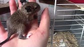 Bebe Chinchilla Femelle Blond Doli Youtube Bebe Chinchilla Femelle Blond Doli Youtube