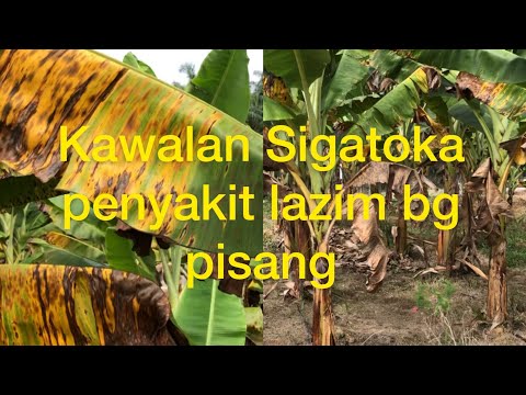 Video: Kulat Cercospora - Punca Dan Rawatan Bintik Buah Cercospora