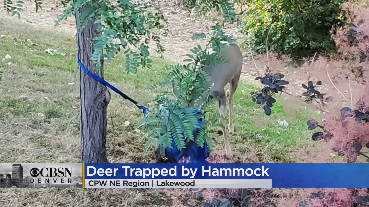 VIDEO: Buck Freed After Getting Tangled In Lakewood Hammock - YouTube