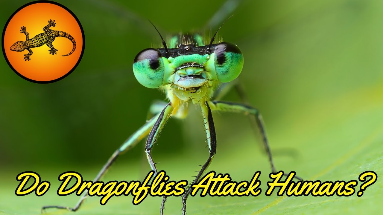 Do Dragonflies Attack Humans? YouTube