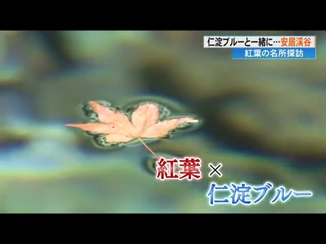 仁淀ブルー＆紅葉《安居渓谷》 水晶淵は「赤と青のぜいたく空間