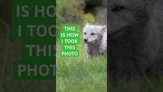 Download Lagu The scenario vs shot - Arctic fox in Diergaarde Blijdorp #Shorts MP3