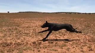Great Dane Dog Running [slow motion and fast motion]