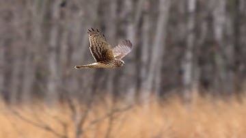 Look At What the Atomos Shogun 7 Can Do