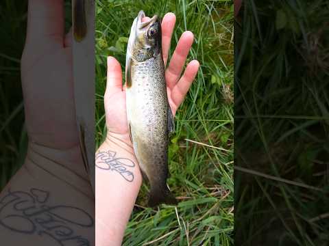 NICE FISHING DAY 🎣🇨🇭 # #fishing #fish #trout #troutfishing #pêche #truite #hunting #chasse #swiss