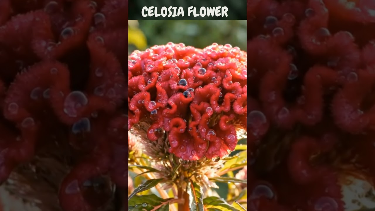 Celosia flower
