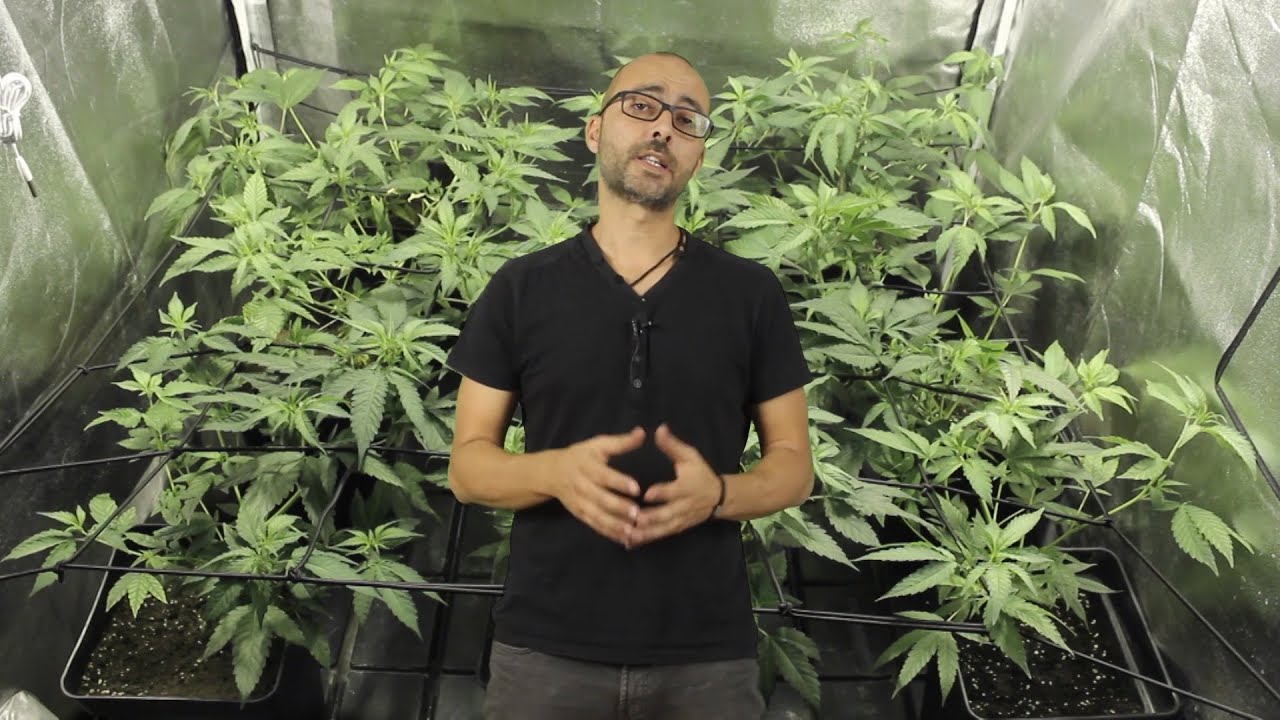 CULTIVO DE MARIHUANA Paso a Paso #23 SCREEN OF GREEN (SCROG)