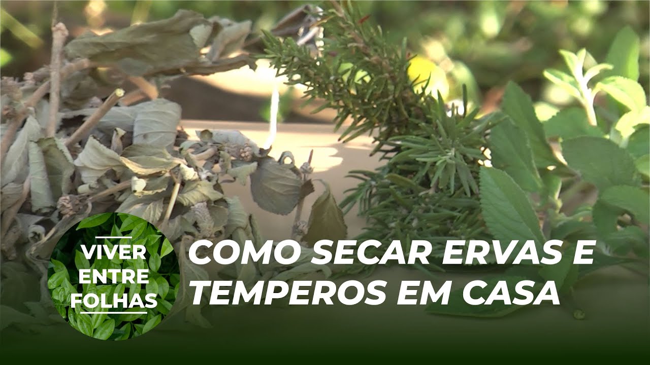 Como Secar Ervas e Temperos Em Casa - Viver Entre Folhas (4ª Temporada)