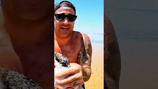 Sea  bird stuck ? whatsapp status motivation shortsvideo  shorts