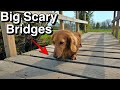 Miniature Dachshund is Terrified of Bridges!