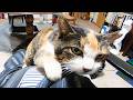 もし、野良猫きさんじが帰って来たら、無限に可愛がってしまいそう