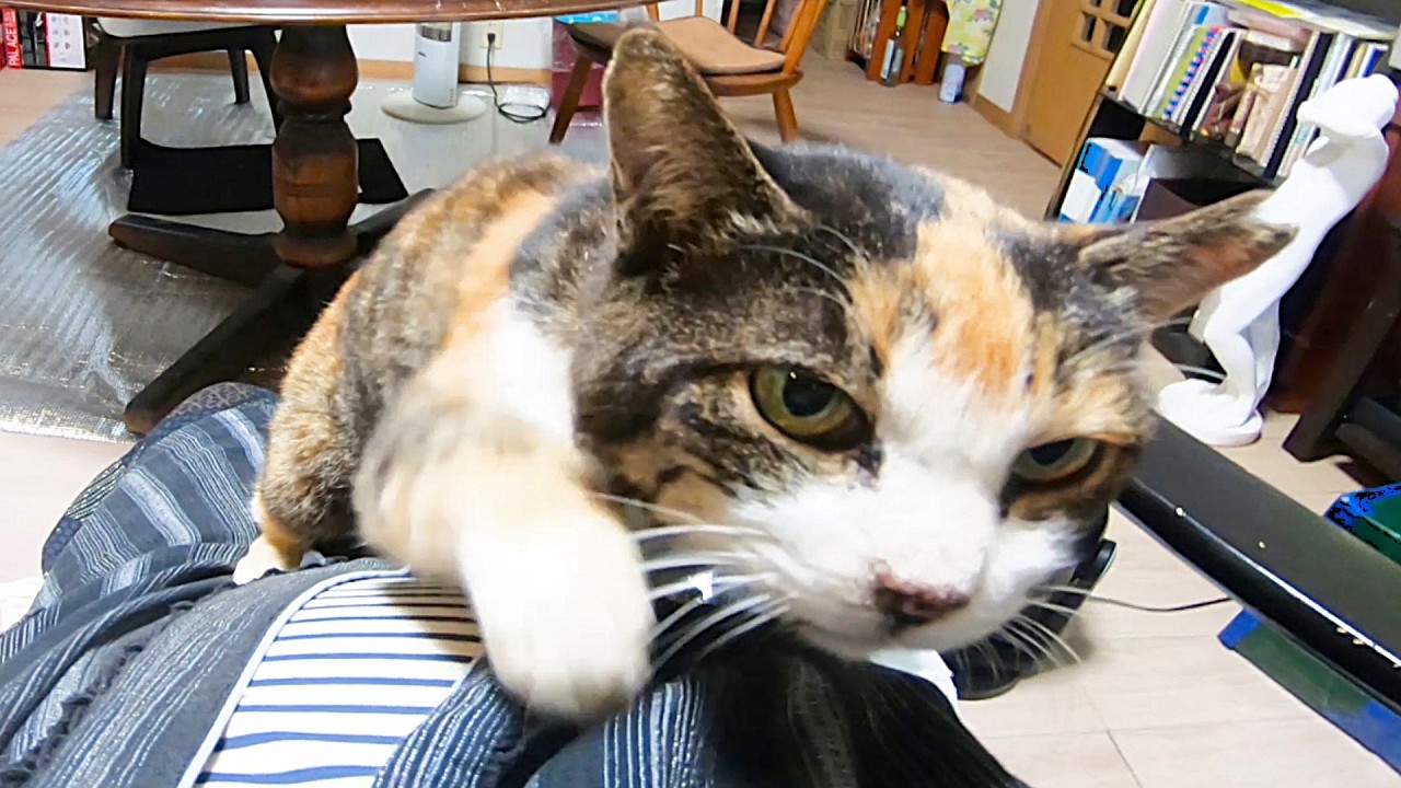 もし、野良猫きさんじが帰って来たら、無限に可愛がってしまいそう