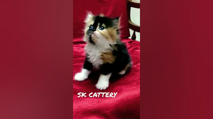 Watch the video about Calico Persian kitten #like #suscribe #forsale #persiancat #animals