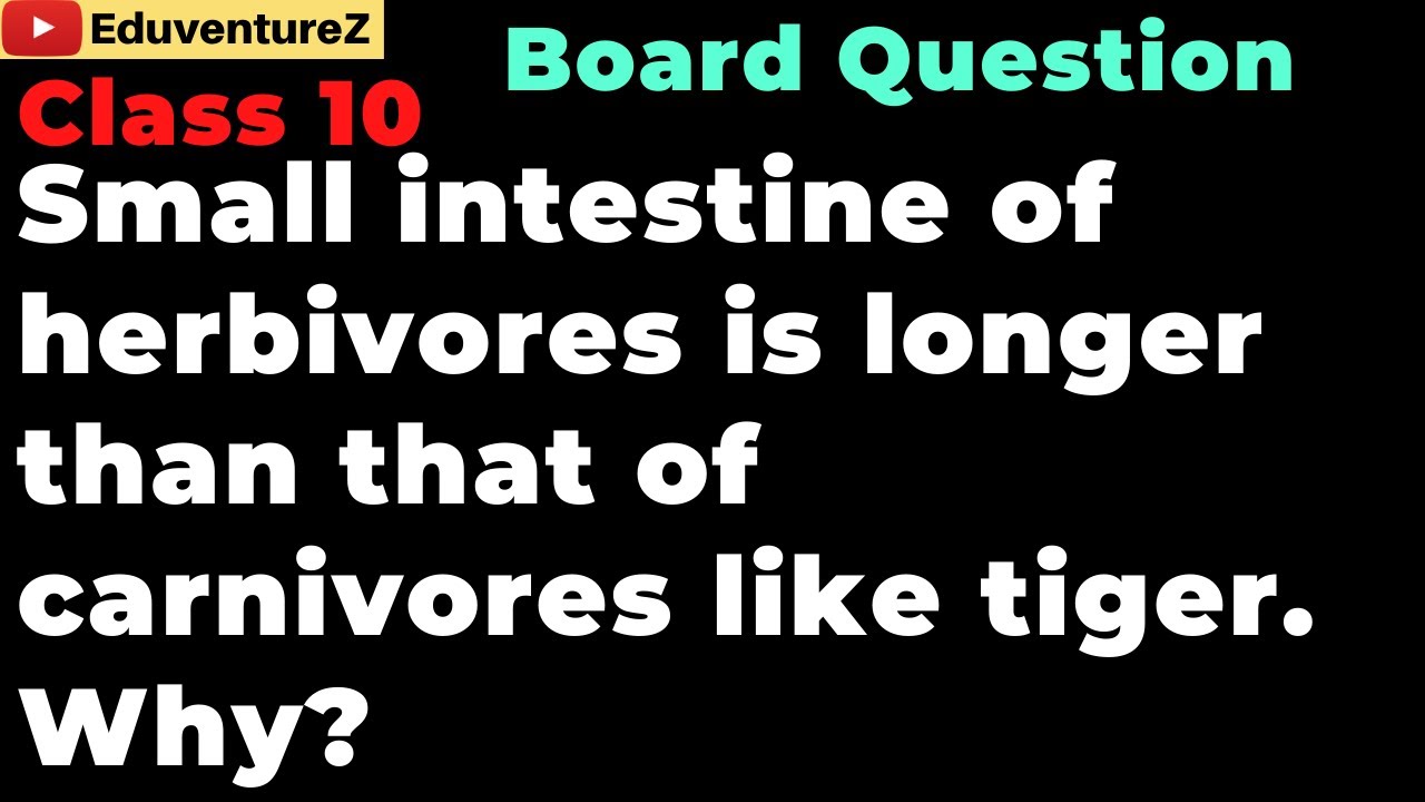 Small intestine of herbivores is longer than that of carnivores like