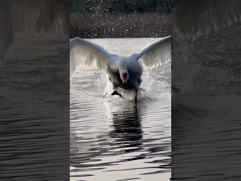 Лебедь спешит к другу. #лебедь #милоевидео #birds #лебеди #nature #мило #wildlife #swan #полетели