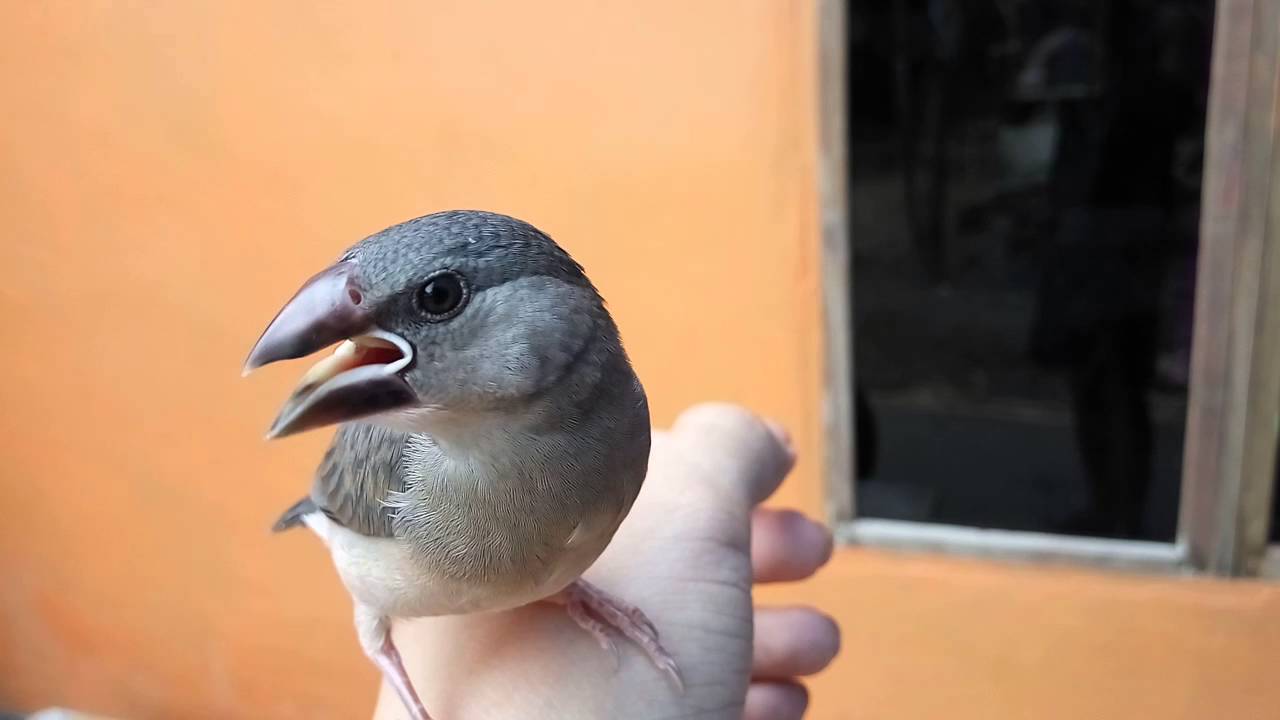 Gelatik jinak 