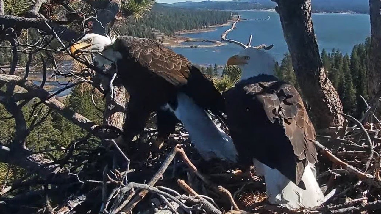 FOBBVCAM Eagles🦅Jackie Brings Another Tree to the Fortress 🏗️ Shadow Shakes His Head🙈 2026 Jan 13