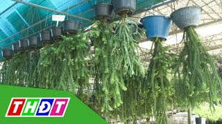 Lạ mắt những chậu râu rồng treo ngược giá bạc trăm | THDT