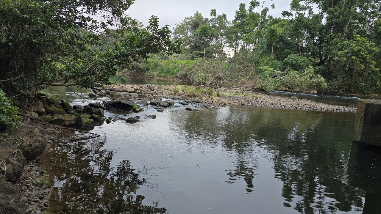 Mango Tree flowering. Russel Creek near Mirriwinni, Josephine Falls, Bramston Beach.