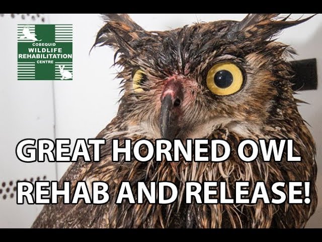 GREAT HORNED OWL RELEASE