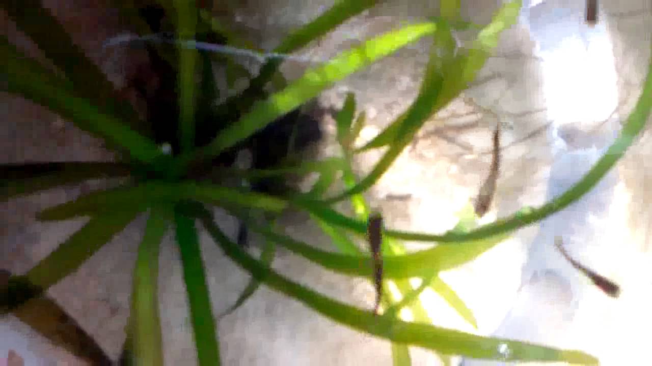 air from water aquatic plant photosynthesis proof