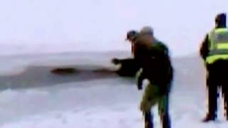 Weather Caught On Camera Mama Moose Trapped In Icy Pond