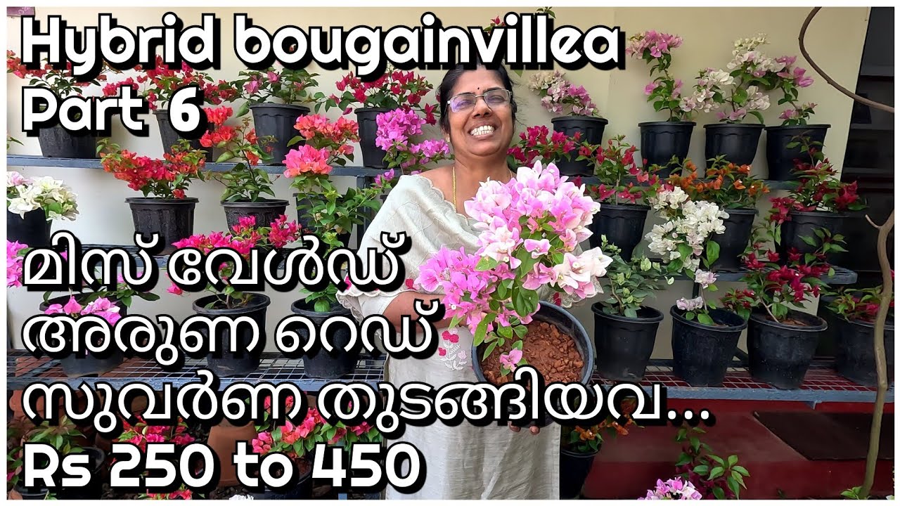 Hybrid bogainvillea part 6 | മിസ് വേൾഡ്, അരുണ റെഡ്, സുവർണ തുടങ്ങിയവ... | plants for sale