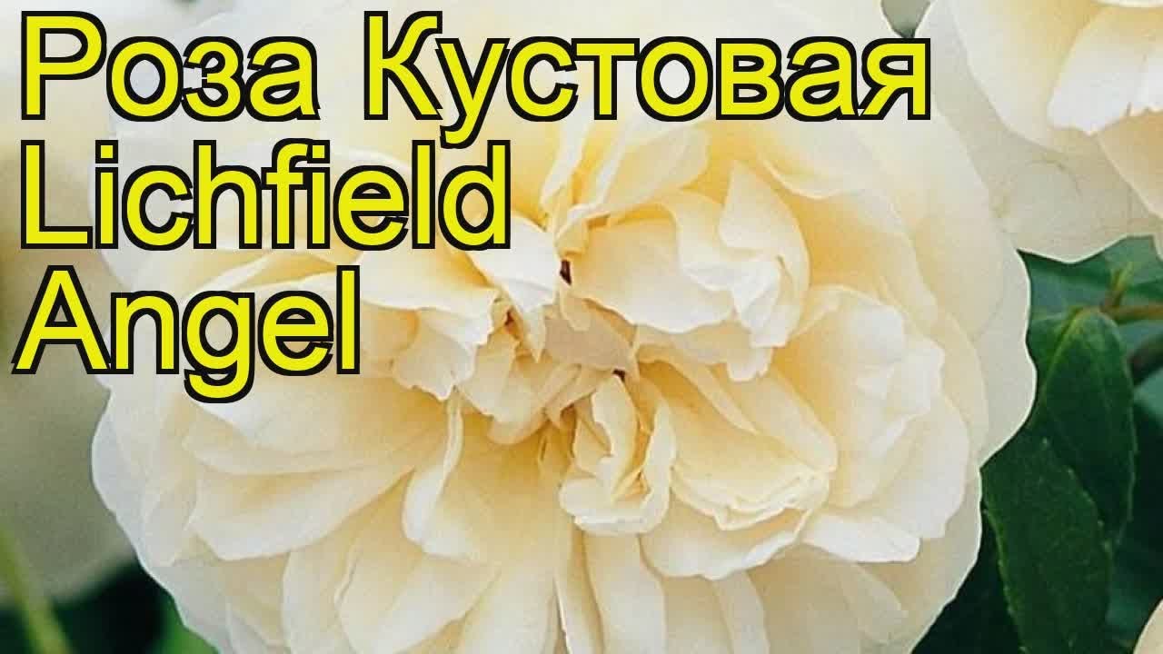 Роза Ангела Купить В Интернет