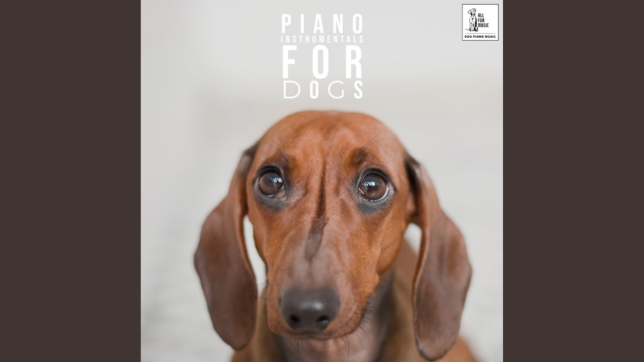 Question Will Loud Music Hurt My Dogs Ears Bikehike