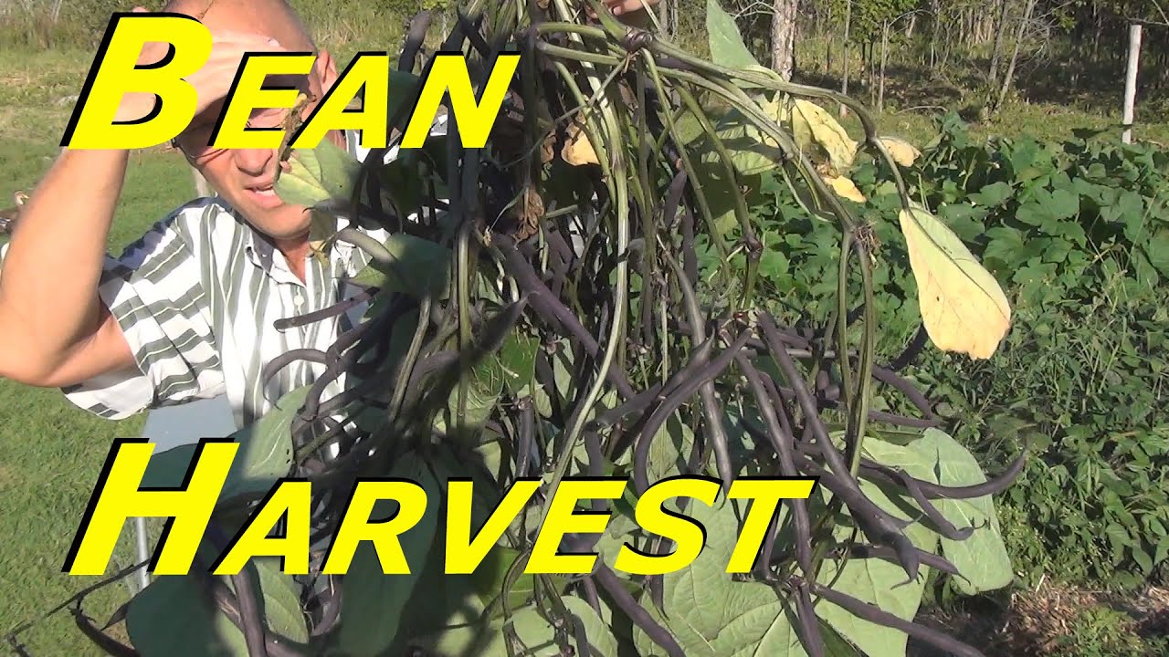 Velour Bush Bean Harvest 135 Heirloom Organic Vegetable Garden YouTube