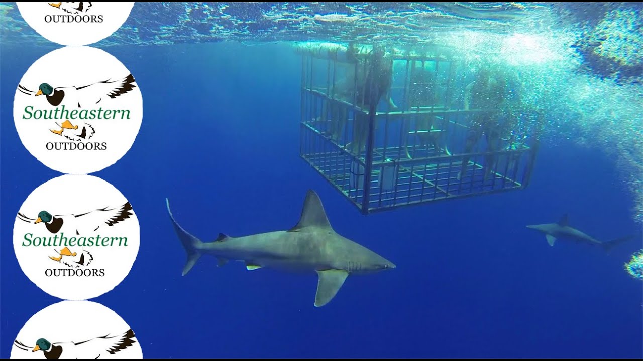 Hawaii Shark Cage Dive Oahu, Hawaii North Shore Aug 2022 YouTube