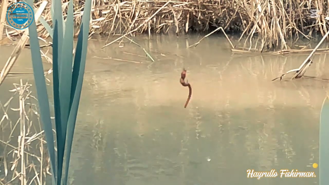 2025.y 03.aprel Zakanlarda nima gap Diki Baliq ovi.