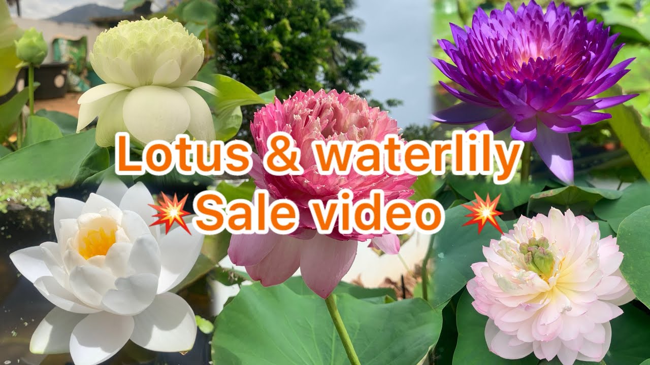 Lotus & waterlily sale#onlinesale#lotus#waterlily#low price#gardening#trendingvideo#dream garden 