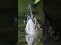 Epic Fish Surface Strike 🐟 | Amazing Underwater Fishing Shot