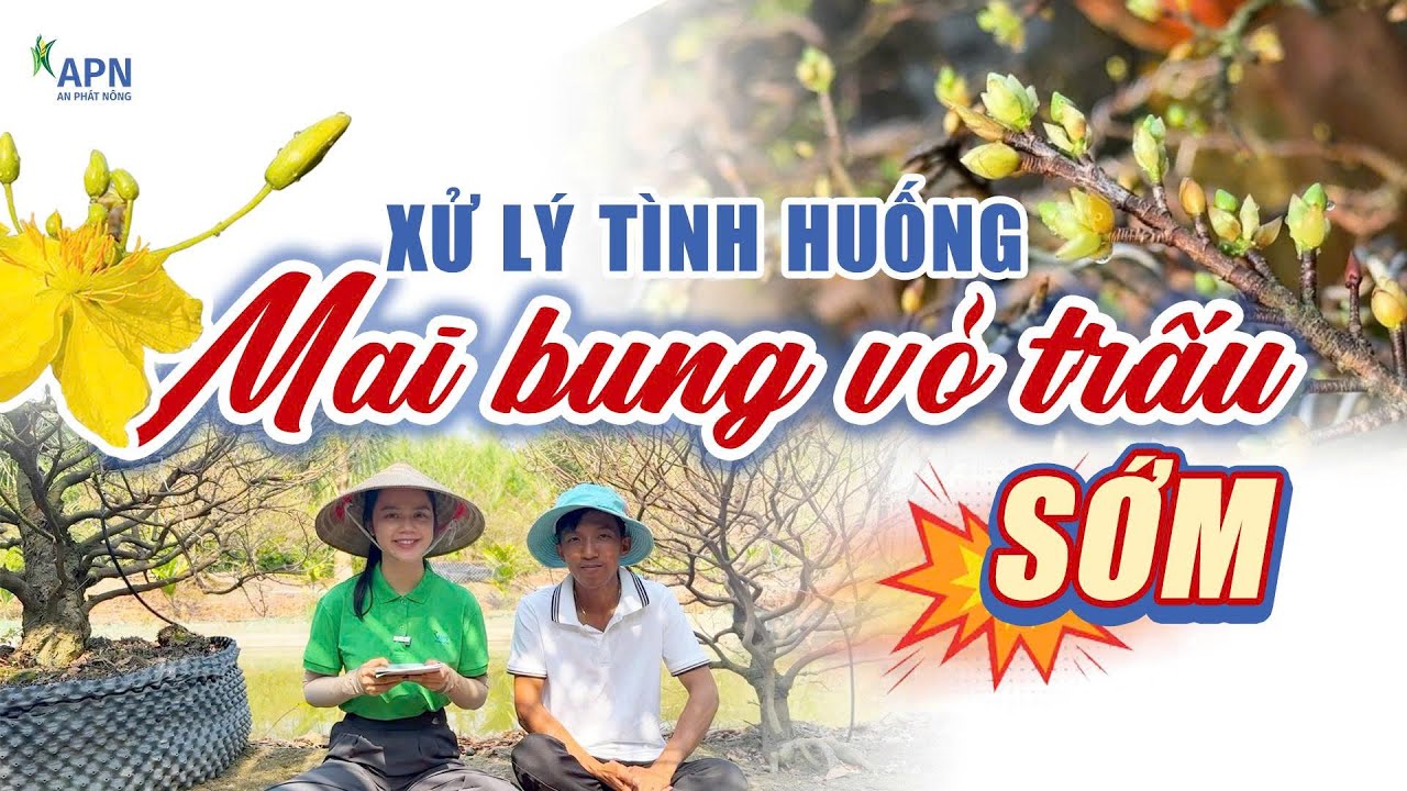 APN - HÃM NỤ MAI _ CÁCH LÀM GIÚP MAI CHẬM NỞ SỚM MÀ NHÀ VƯỜN TRỒNG MAI HAY ÁP DỤNG
