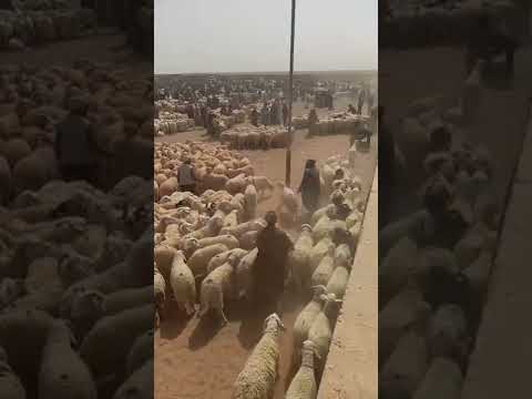 سوق الماشية بوقطب اابيض